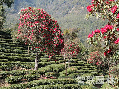 杜娟树