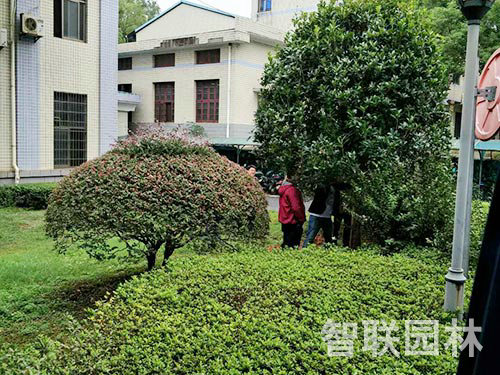 湖南理工大学绿化3