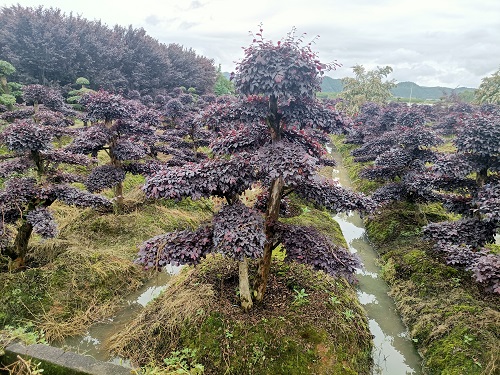 红花继木桩