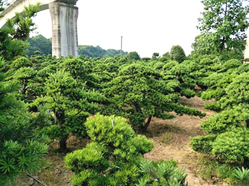 长沙县智联园林绿化有限公司_长沙罗汉松|桂花树价格|香樟苗木哪家好